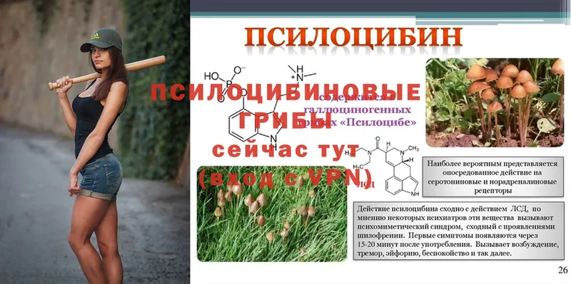 Галлюциногенные грибы Psilocybine cubensis  Котово 